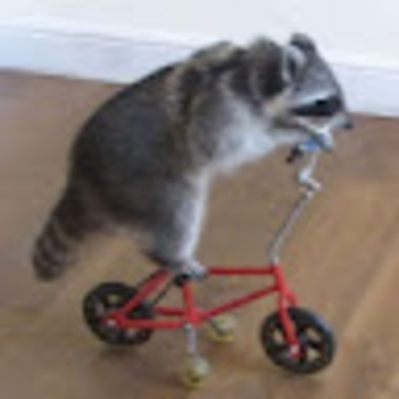 Meet your Posher, Rayhan - Picture 1 of 1